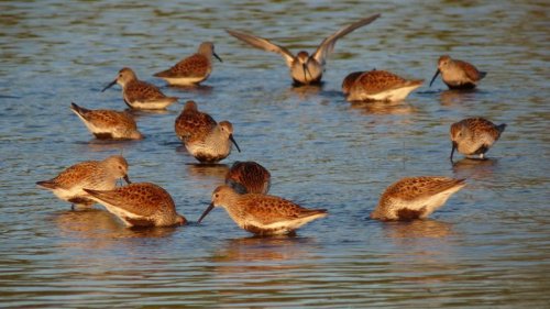 Circle of Friends - Dunlin on beach