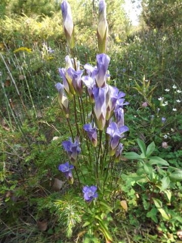 Fringed Gentian