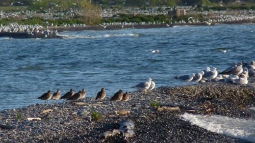 Whimbrel at Owen Pt.