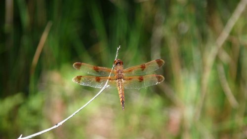 Painted Skimmer in Fingers Marsh