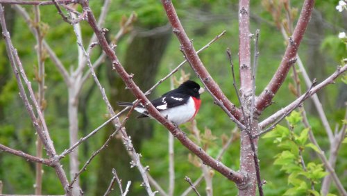 Rose-breasted Grosbeak