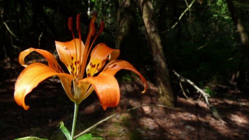 Lone Wood Lily