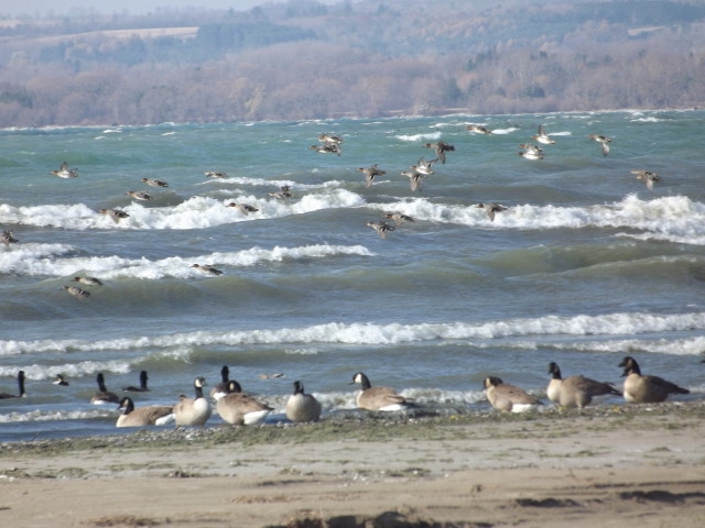 Waves, Geese and Mergansers K Anderson