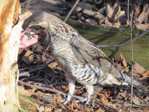 Friendly Ruffed Grouse