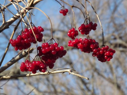 Highbush Cranberry - the more bitter European form