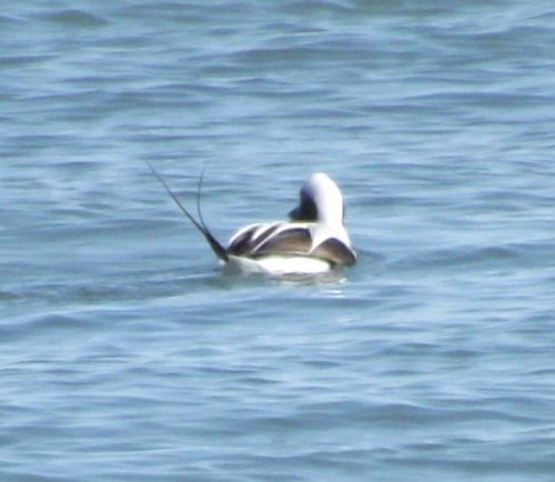 Long-tailed Duck showing off his long-tail.