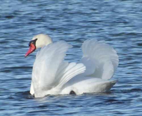 Classic Mute Swan pose