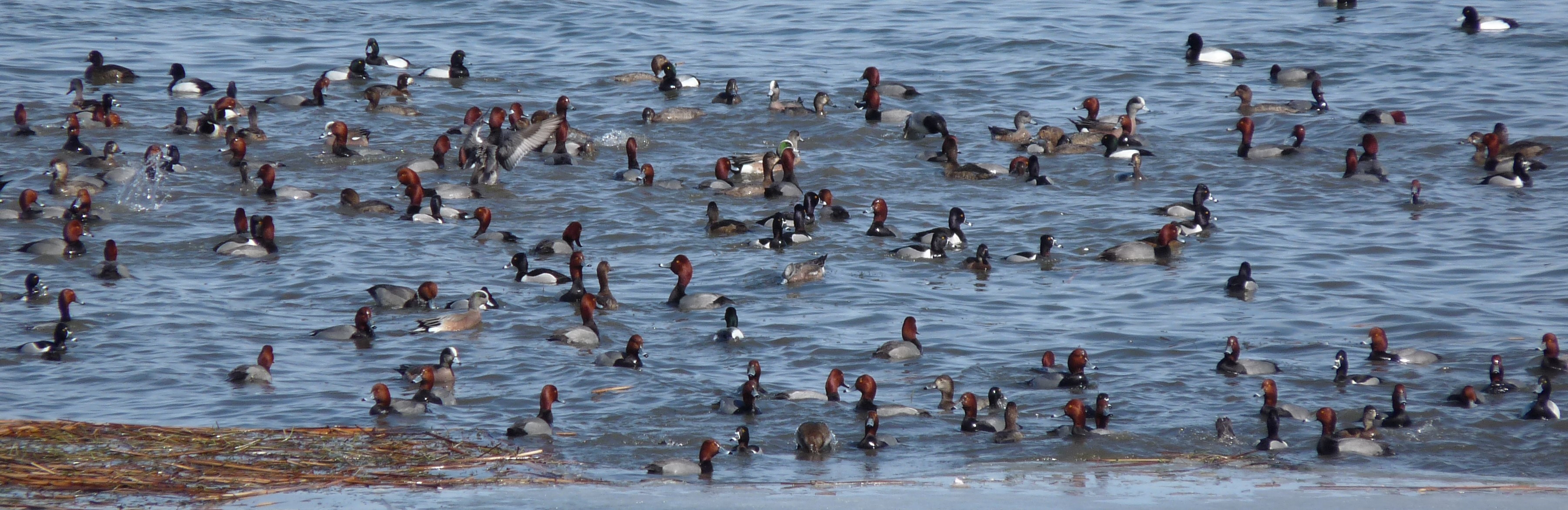 Waterfowl Weekend