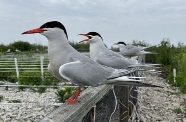 Common Terns 2022:  A Good News Story