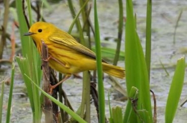Celebrate spring migration at Warblers 